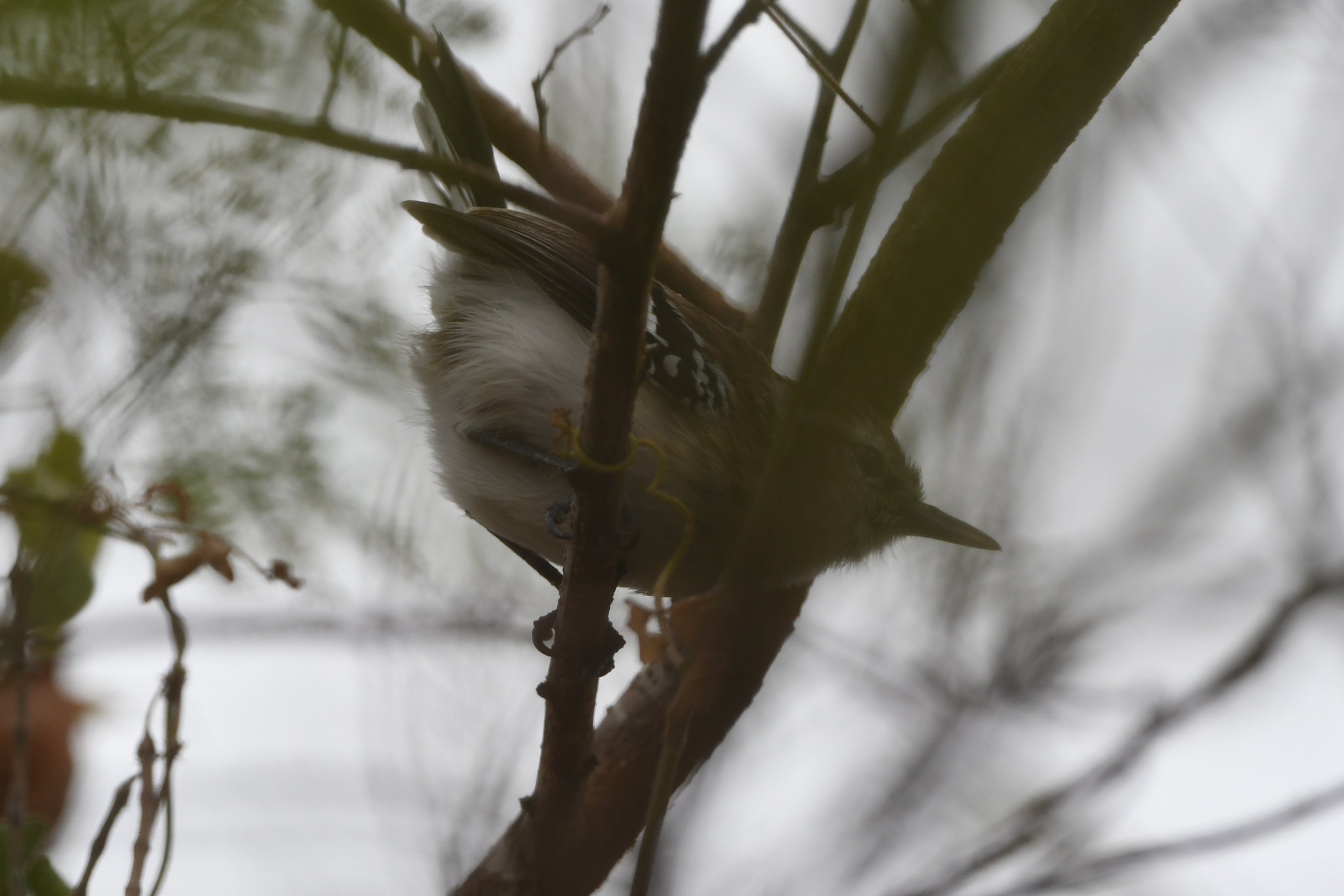 Northern White-fringed Antwren (Formicivora intermedia), photo 5