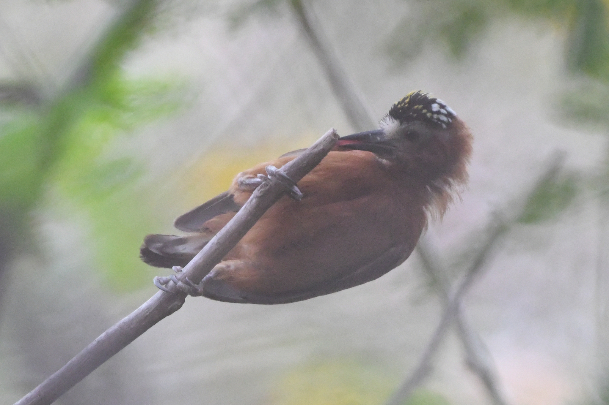 Chestnut Piculet (Picumnus cinnamomeus), photo 2