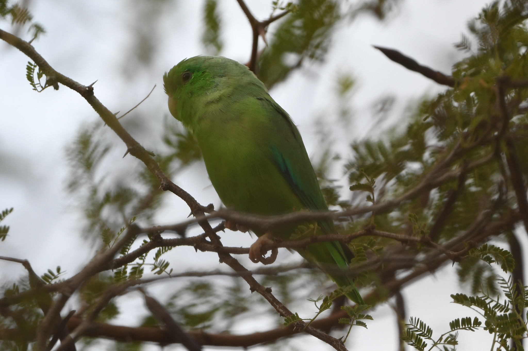 Green-rumped Parrotlet (Forpus passerinus), photo 7