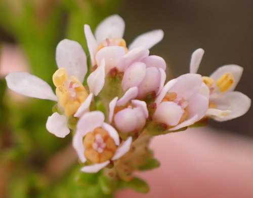Cape Buchu (Agathosma capensis)