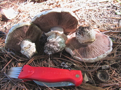 Agaricus bitorquis