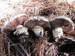 Agaricus bitorquis