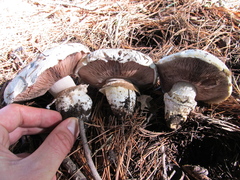 Agaricus bitorquis