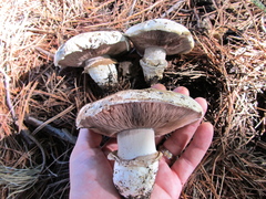 Agaricus bitorquis