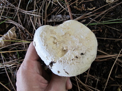 Agaricus bitorquis