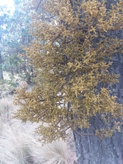 Arceuthobium globosum