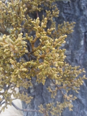 Arceuthobium globosum