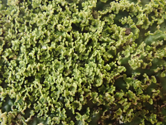 Pannaria minutiphylla