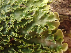 Pannaria minutiphylla