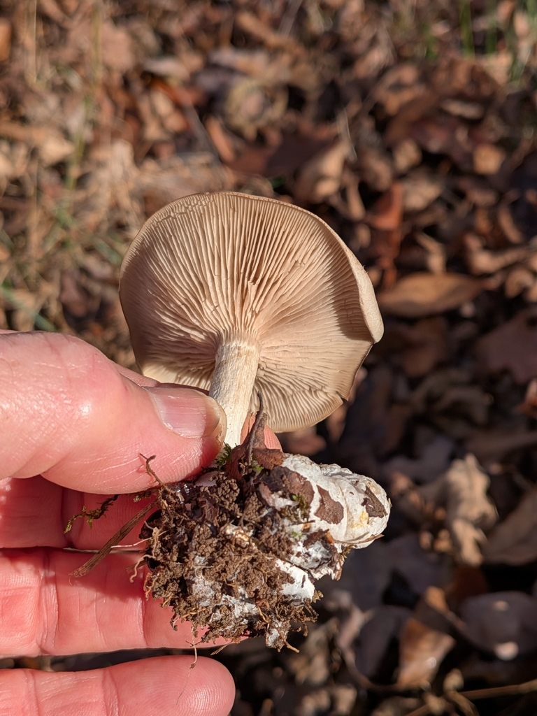 Entoloma abortivum · December 2025 · photo: © robert_alabama (iNaturalist, cc0)
