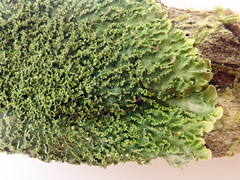 Pannaria minutiphylla