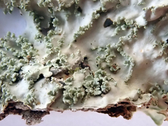 Pannaria minutiphylla