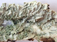 Pannaria minutiphylla