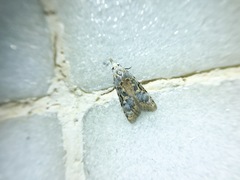 Metacosmesis laxeuta
