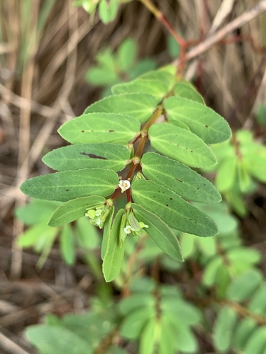 Euphorbia hyssopifolia image