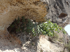 Ficus vasta