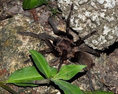 Citharacanthus meermani
