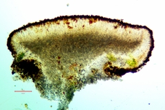 Rufoplaca arenaria