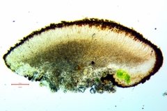 Rufoplaca arenaria