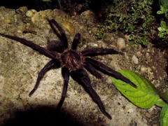 Citharacanthus meermani