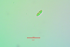 Rufoplaca arenaria