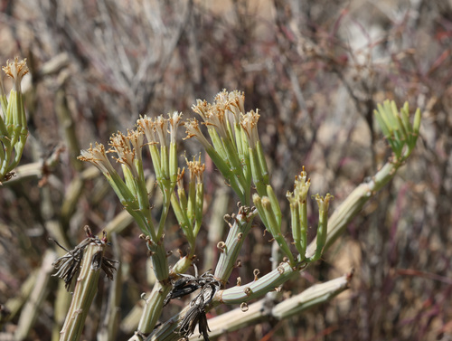 Kleinia odora, photograph 3