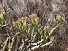 (c) Joey Bom, some rights reserved (CC BY) Kleinia odora, photograph (c) Joey Bom, some rights reserved (CC BY)