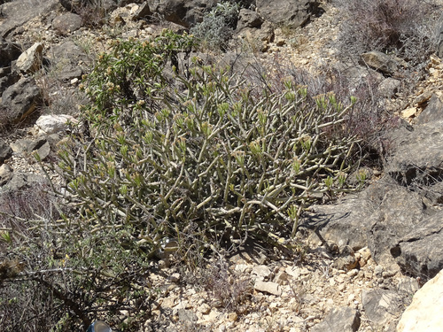 Kleinia odora, photograph 4