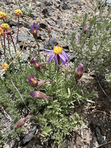 Lava Aster (Ionactis alpina)