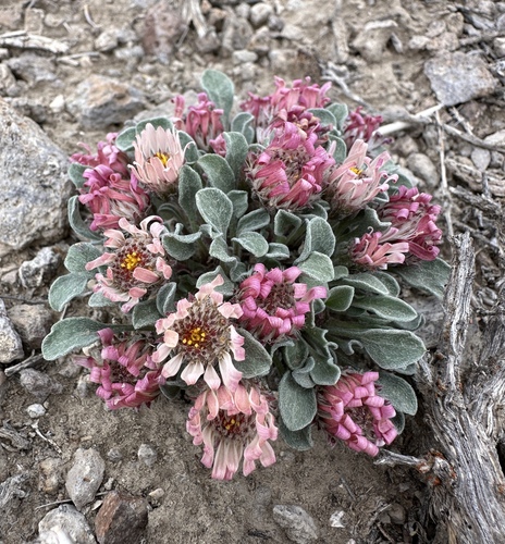 Nevada grounddaisy (Townsendia scapigera)