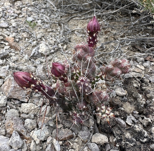 Sagebrush Cholla (Micropuntia pulchella)