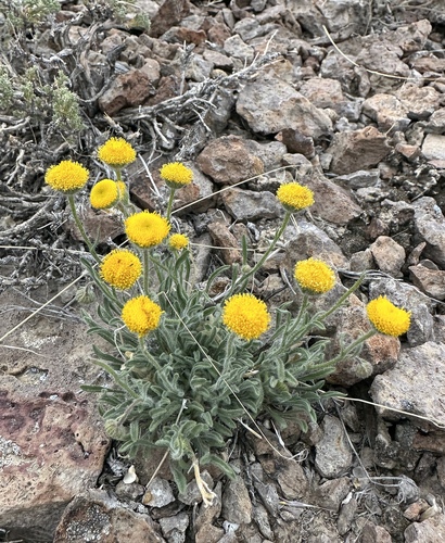 rayless shaggy fleabane (Erigeron aphanactis)