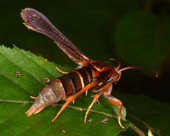 Vitacea polistiformis