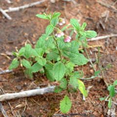 Hermannia boraginiflora