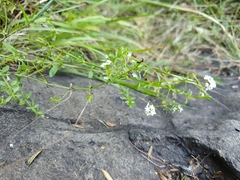 Galium palustre palustre
