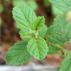 Hermannia boraginiflora