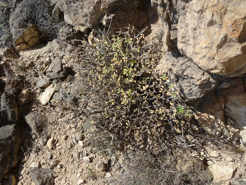 Euphorbia adenensis, photograph 1