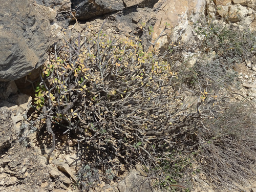 Euphorbia adenensis, photograph 2