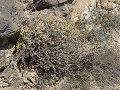 Euphorbia adenensis, photograph Joey Bom, CC BY, iNaturalist via GBIF