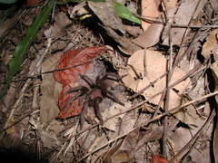 Citharacanthus meermani