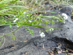 Galium palustre palustre