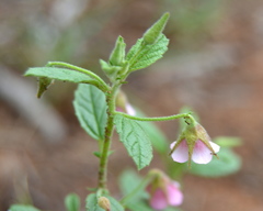 Hermannia boraginiflora