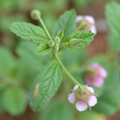Hermannia boraginiflora