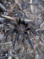 Citharacanthus meermani