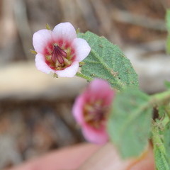 Hermannia boraginiflora