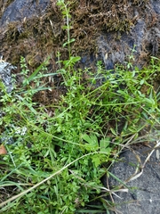 Galium palustre palustre