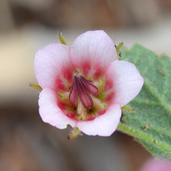 Hermannia boraginiflora