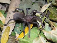 Citharacanthus meermani
