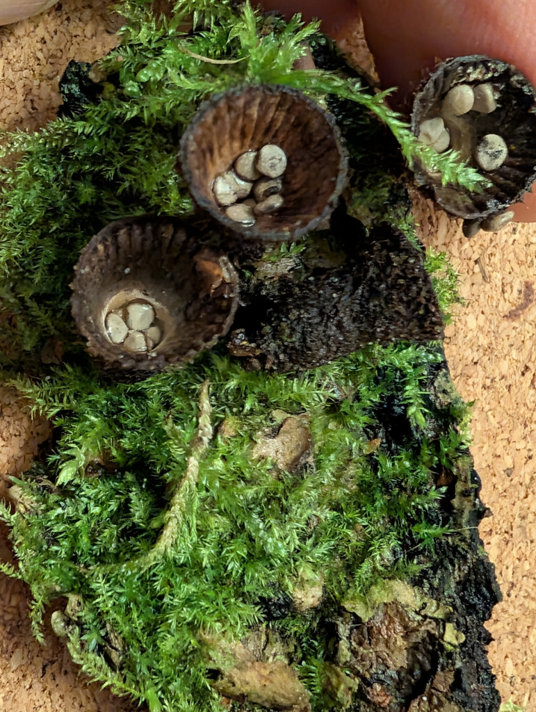 Cyathus striatus · December 2025 · photo: © pilmar (iNaturalist, cc0)