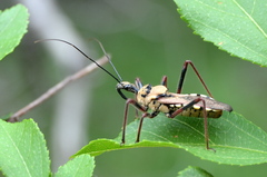 Rhynocoris neavei